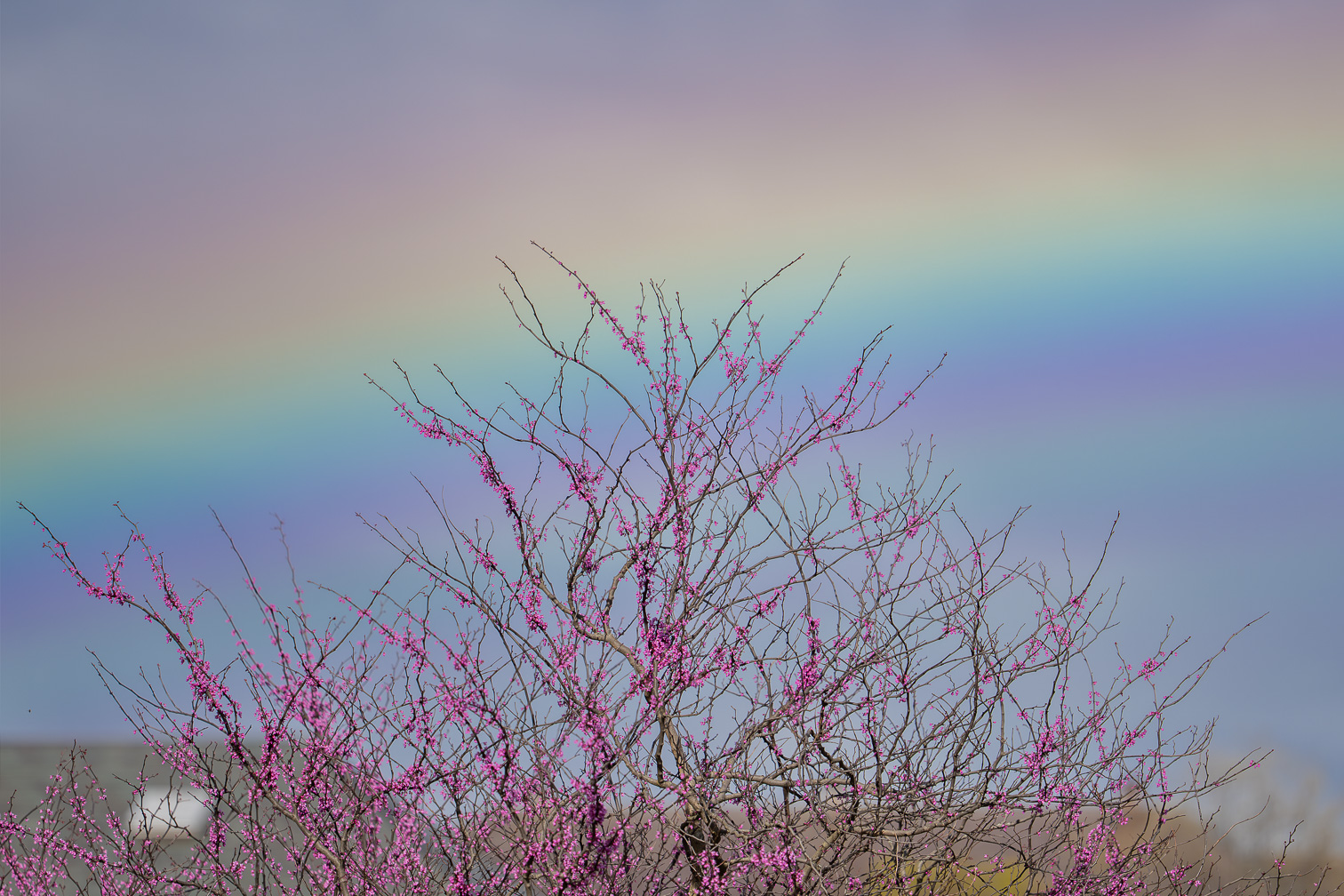 Spring in Pink